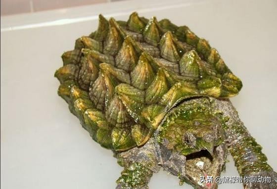 大鳄龟塌背翘甲怎么办,大鳄龟塌背是啥样的