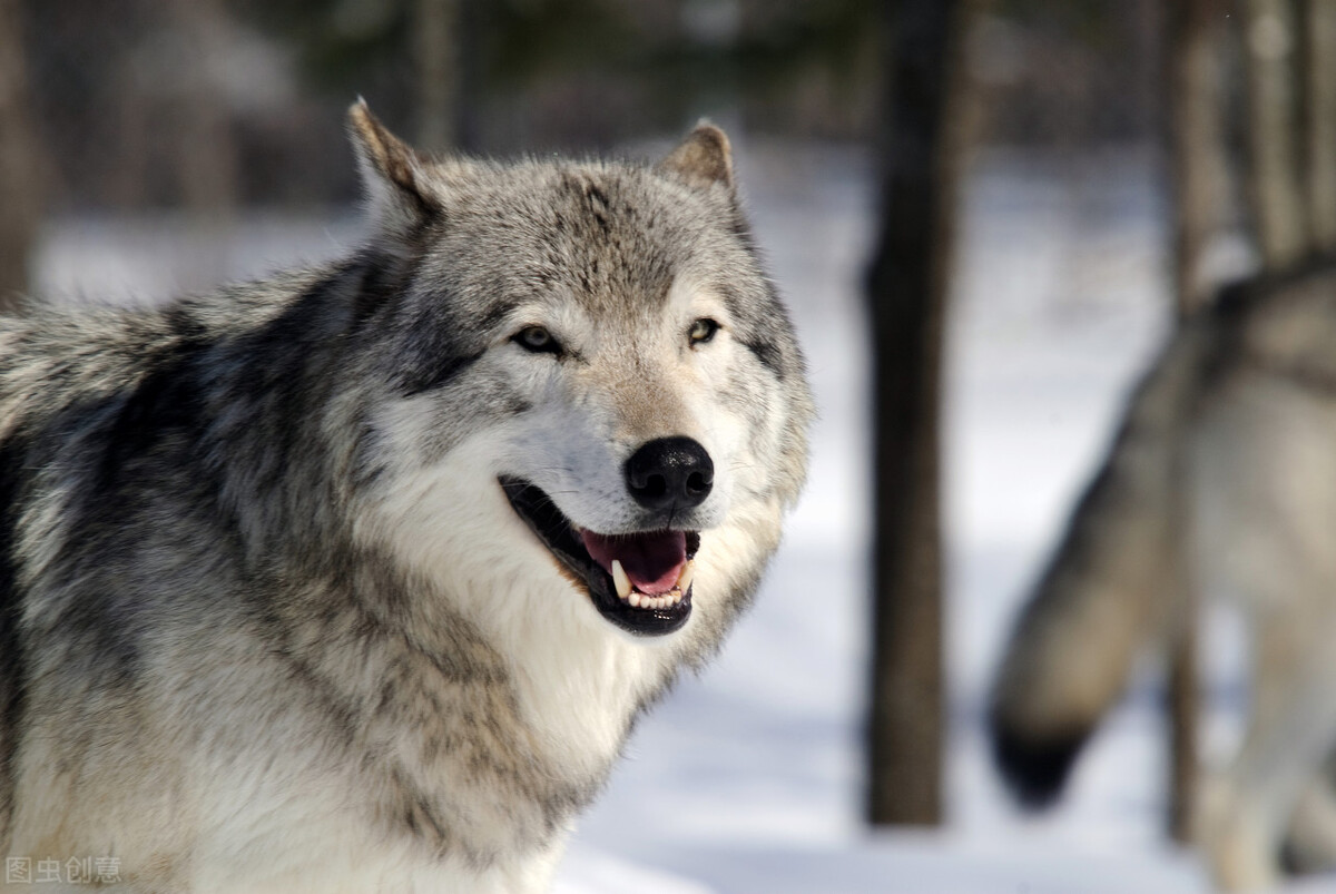 花狼因为是狼，即便它承担再多的狗的责任，村民还是把它当狼