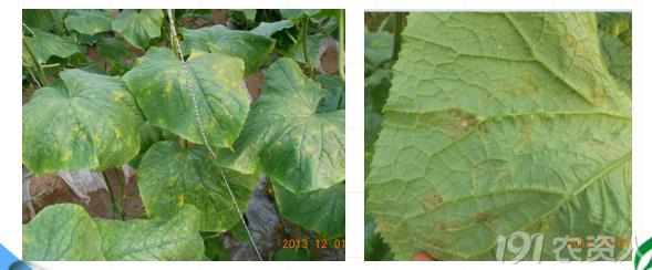 蔬菜细菌病图片大全,破解蔬菜病虫害之谜