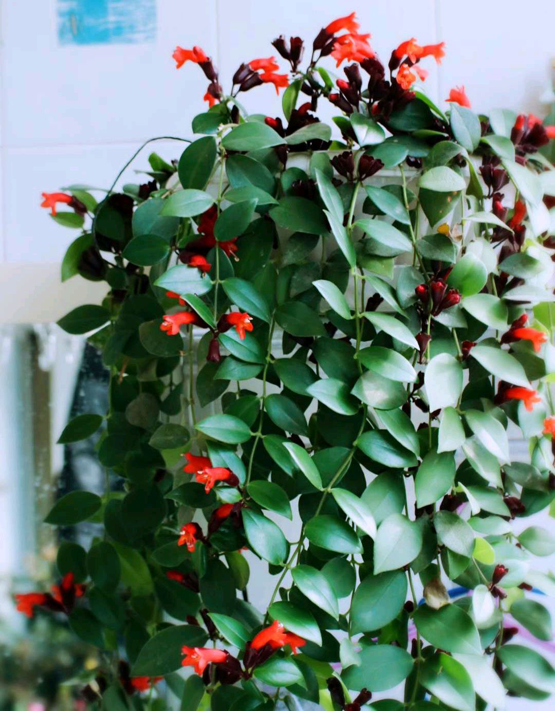 好看又好养的盆花,人养花也养人