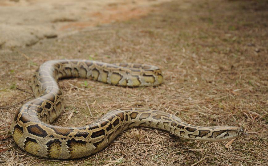 蟒蛇活吞一条蛇,福建泉州蟒蛇吞80多斤羊