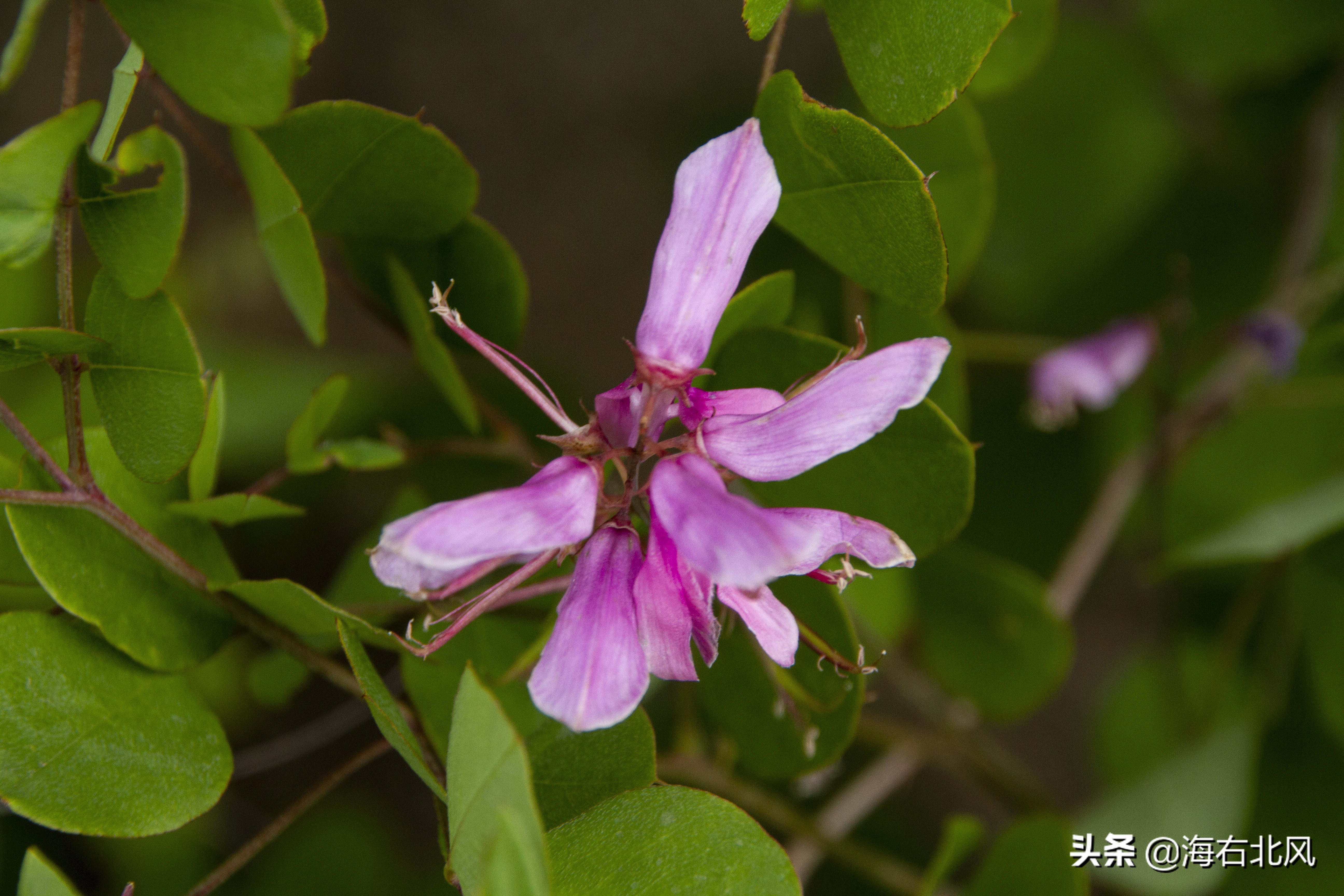 藕池镇有玩游戏的吗,藕塘周边一日游推荐