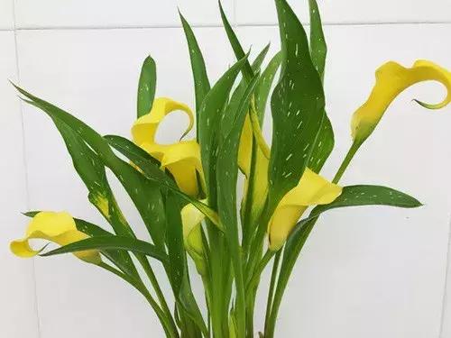 白掌和马蹄莲是一种花吗图片,白掌跟马蹄莲叶茎的区别