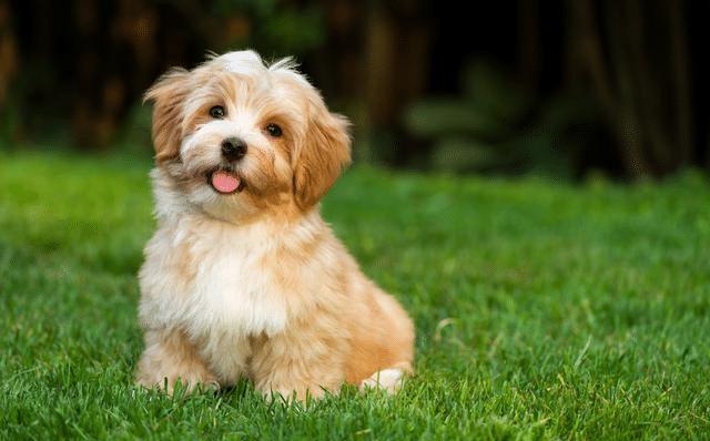 宠物狗口臭是什么原因引起的,宠物狗有口臭该怎么处理