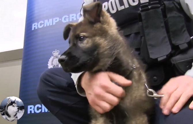 训练刚出生第五天的小警犬,刚出生的小警犬去世