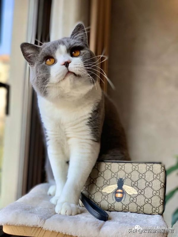 大家的包包和宠物,都太可爱了!