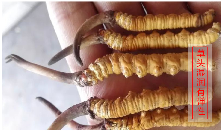 虫草应该如何保存不会发霉,虫草怎样保存才不会生霉