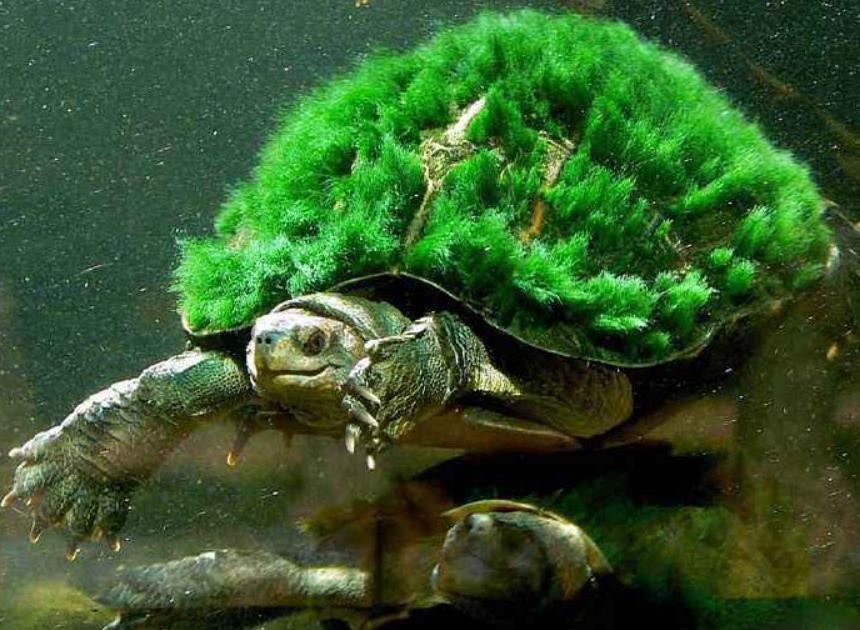 乌龟背上长25厘米绿草,主人看不惯想剪掉,却被好友大骂太无知