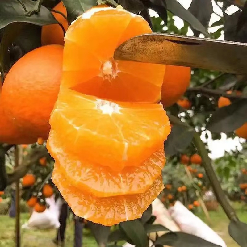 吃爱媛38号的好处,爱媛38号营养价值