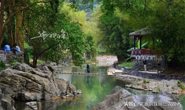 黄姚古镇大黄牛客栈团购优惠,贺州市昭平县黄姚古镇大黄牛客栈