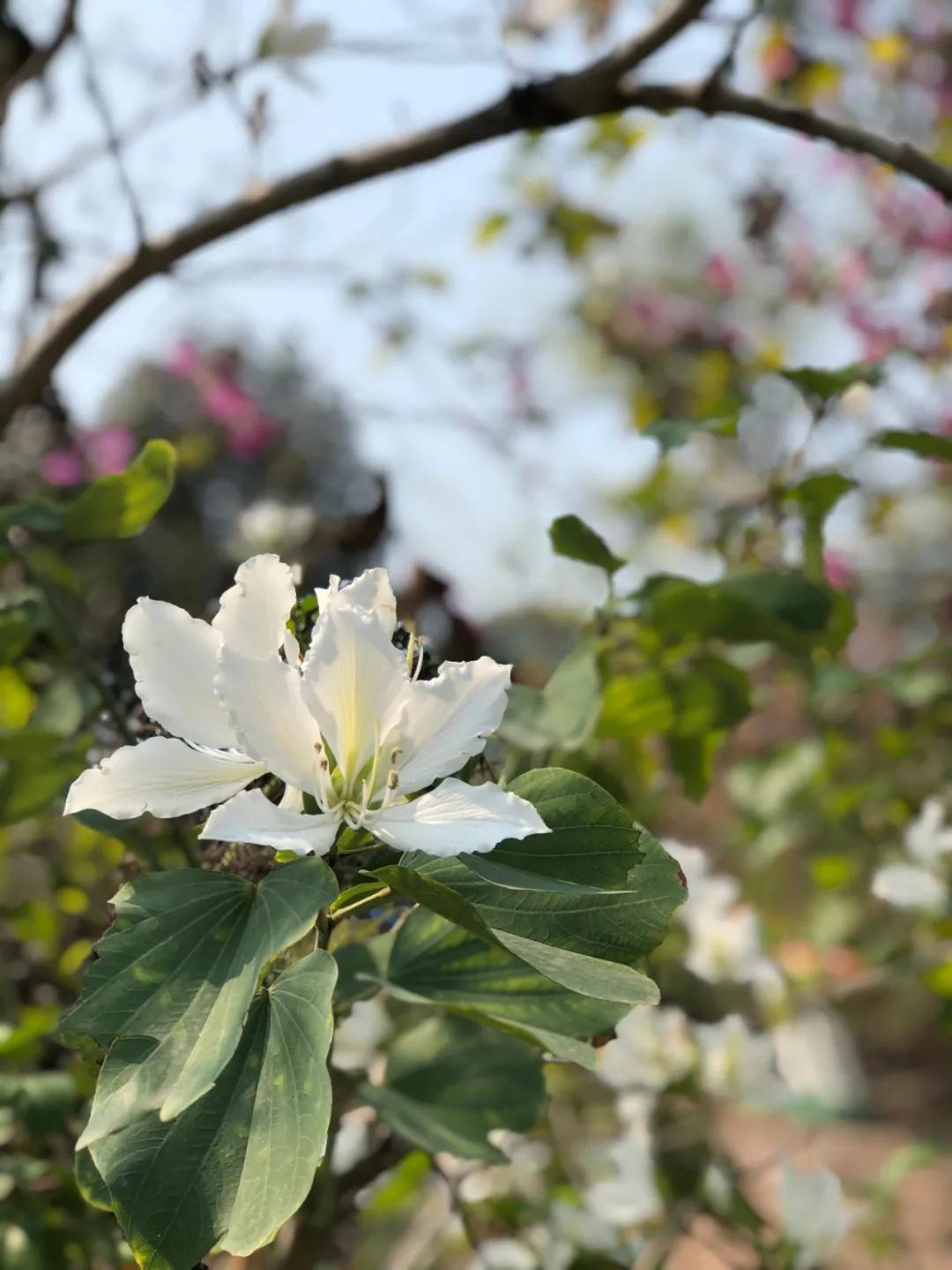 中山风景打卡点,广州秋游野餐好去处