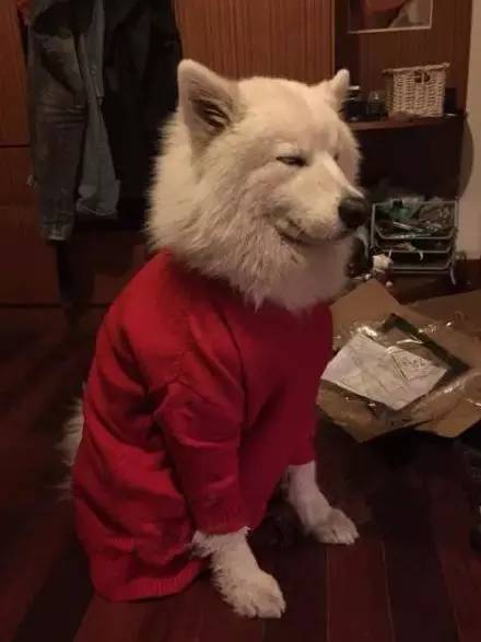 双十一过后又一波笑死人的买家秀,双十一买家秀是真的吗