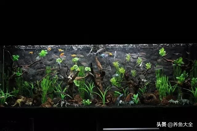 养鱼的鱼缸家里没有怎么办,养鱼没地方放鱼缸