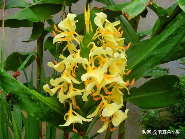 佛教的九种圣花,佛经中的四大天界宝花