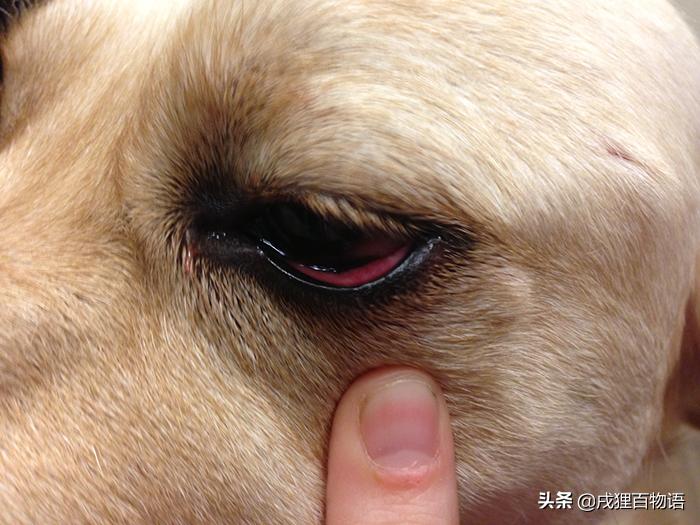 狗狗眼睛结膜炎的症状及治疗方法,如何辨别狗狗是结膜炎还是白内障