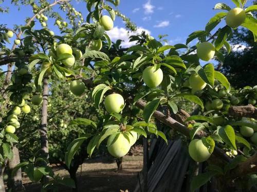 望梅止渴的梅是什么梅子,望梅止渴的梅指是果梅还是花梅