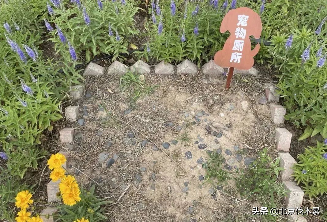 遛狗遛娃两不误这样养狗真是有趣,简直是周末遛娃遛狗的绝佳场地