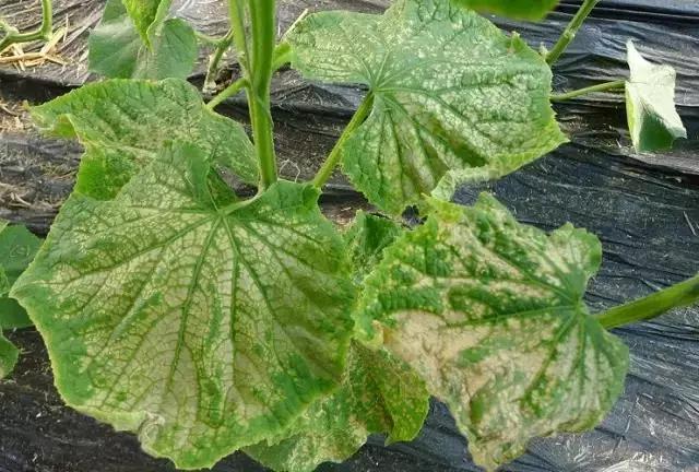 如何防止作物遇到肥害,作物发生肥害怎么补救