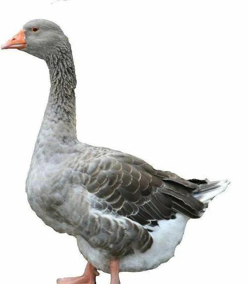 养鹅看家护院什么品种好,打工赚不到钱回家养鸡