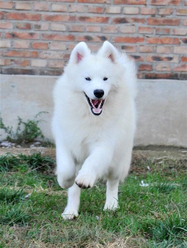 萨摩耶公母的优缺点,萨摩耶十大特点