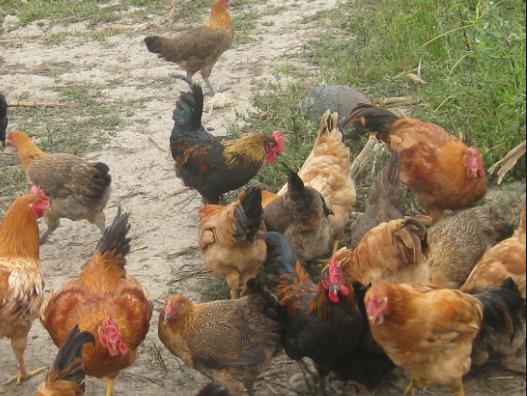 咳嗽老不好中医辨证,咳嗽老不好不知该咋治