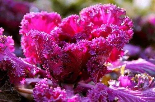 叶牡丹羽衣甘蓝,多头叶牡丹羽衣甘蓝