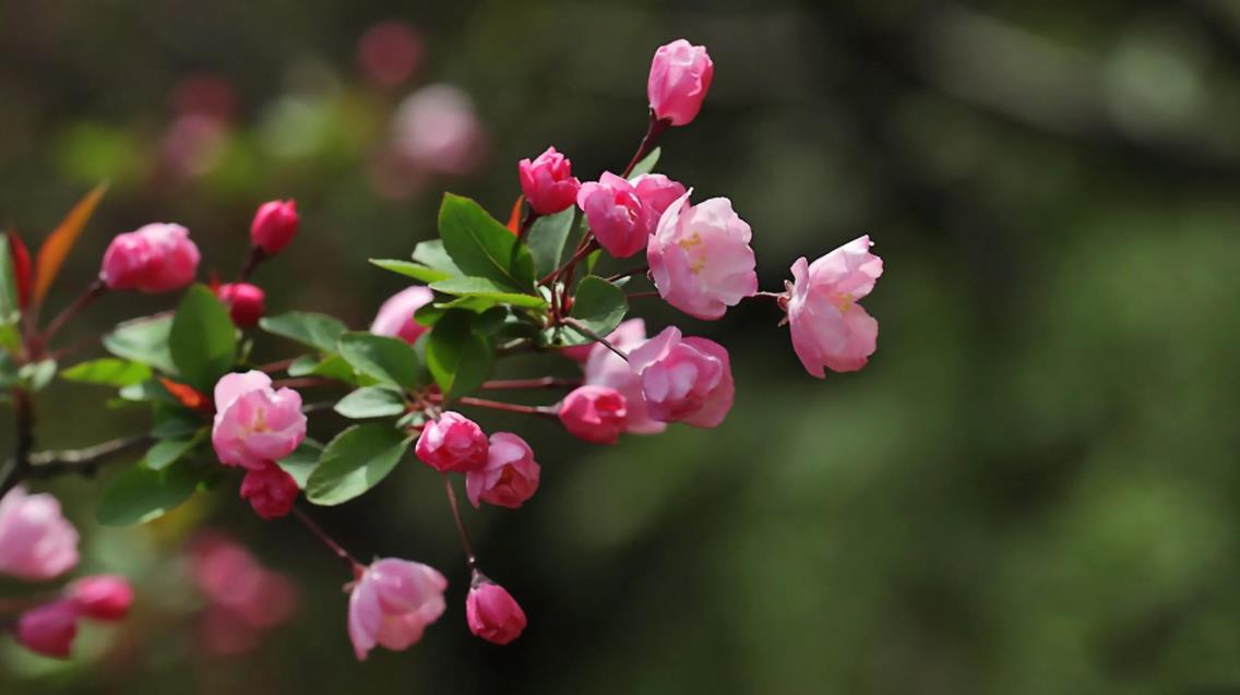 仿真兰花高档上档次,兰花上档次