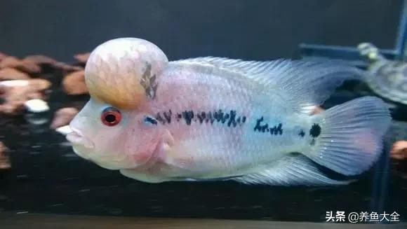 怎么快速让罗汉出状态,18罗汉最简单的复原方法