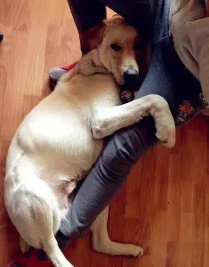 狗狗爱舔这五个部位,狗狗一直舔来舔去怎么办