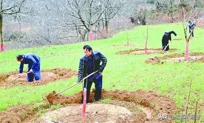 核桃树在冬季怎样管理,核桃树修剪最佳时间是冬季