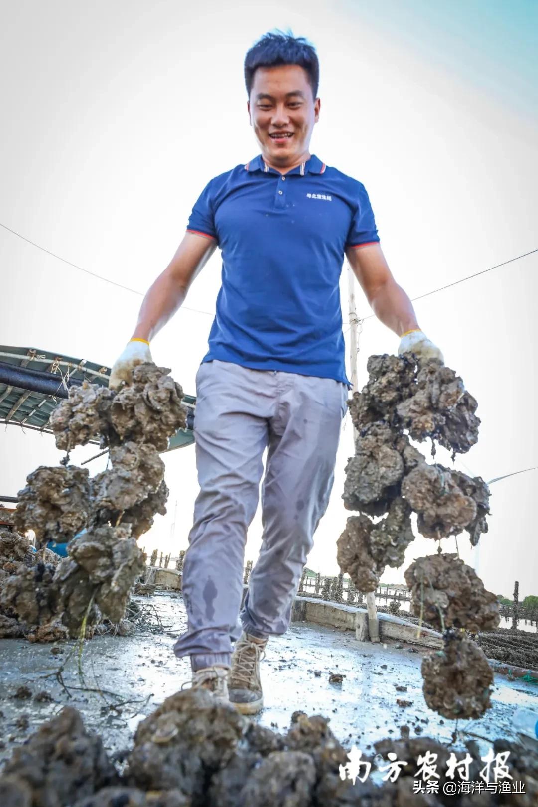 生蚝除了吃，还能干什么？湛江90后养蚝人玩转蚝产业链