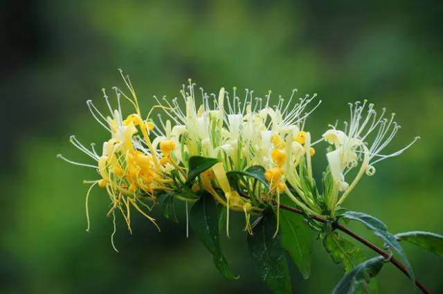赏花时间表,赏花季节及图片