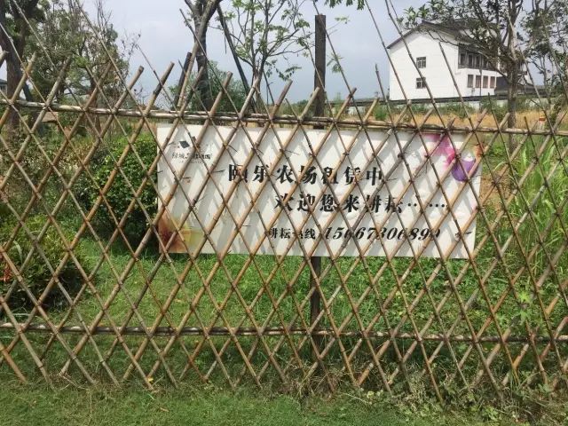 乌镇绿城雅园旅游攻略,乌镇国际文旅度假区