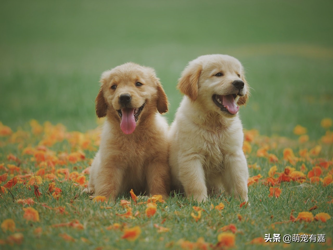 辟谣：生猪肉是旋毛虫的唯一宿主？犬旋毛虫病的发现，预防和治疗