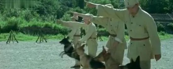 功勋军犬为拍戏被炸死片段,为了电影而被炸成碎片的军犬