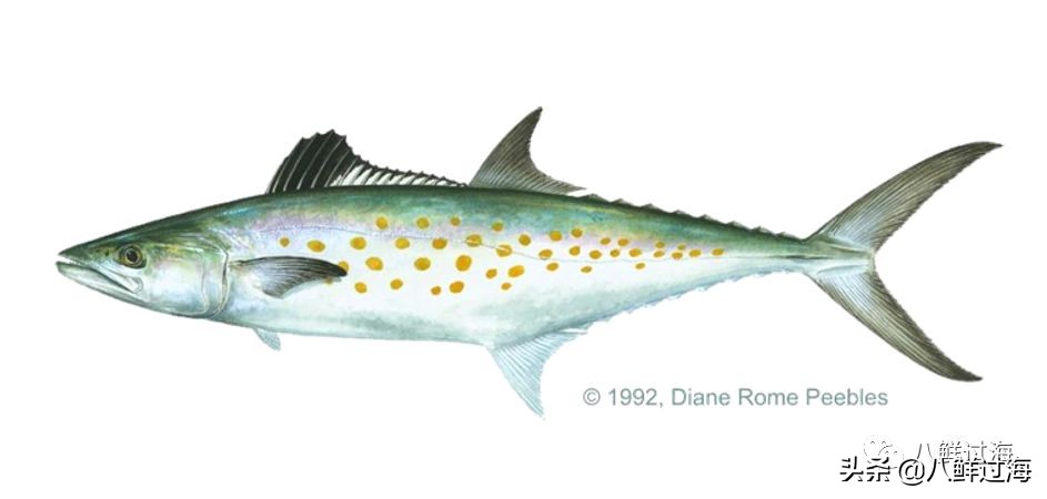 青花鱼跟鲐鲅鱼,青花鱼和鲐鲅鱼的区别