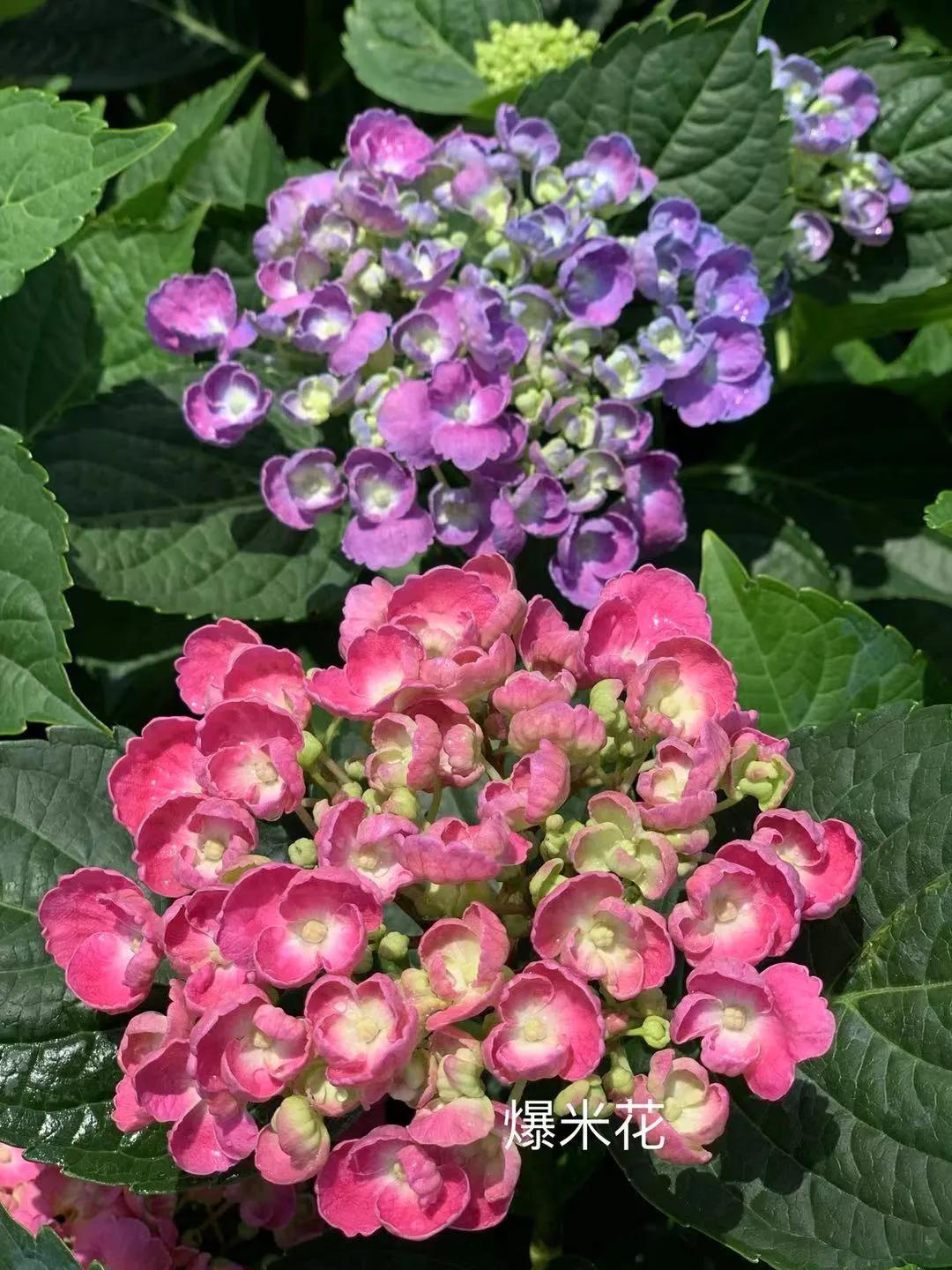 春季绣球叶子发皱怎么回事,夏季绣球老叶子都干枯怎么处理