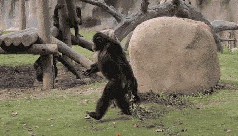 30年前人身上长虱子,为什么以前人长虱子现在没有虱子