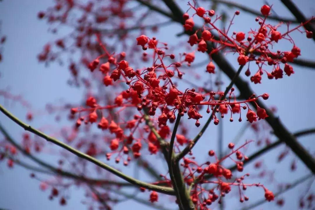 凉山州哪里可以赏花,西昌赏花攻略
