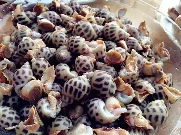 禁渔期能够吃到海鲜吗,禁渔期的海鲜从哪里来的