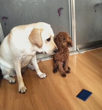 拉布拉多老了长啥样,拉布拉多老了还会怀孕吗