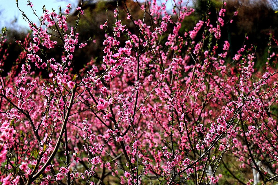 春天到了花儿开了的英语,春天到了美丽的花都开了