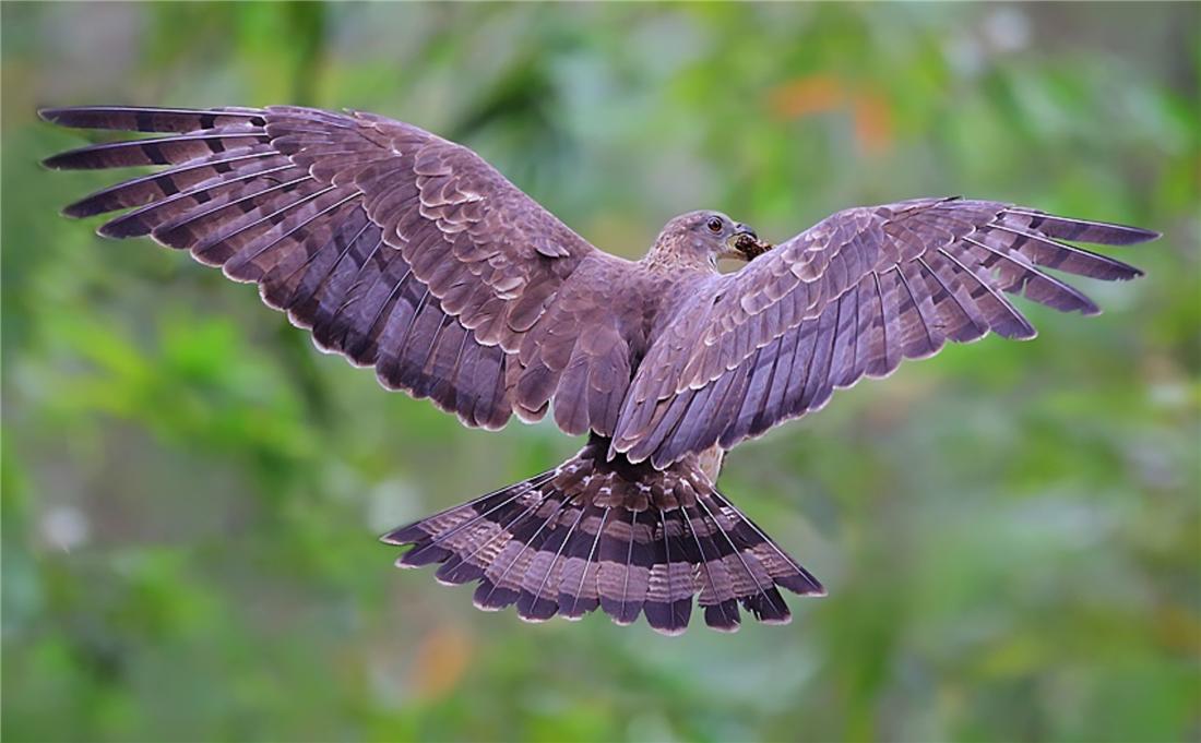 泰山上有猛禽,泰山上发现猛禽