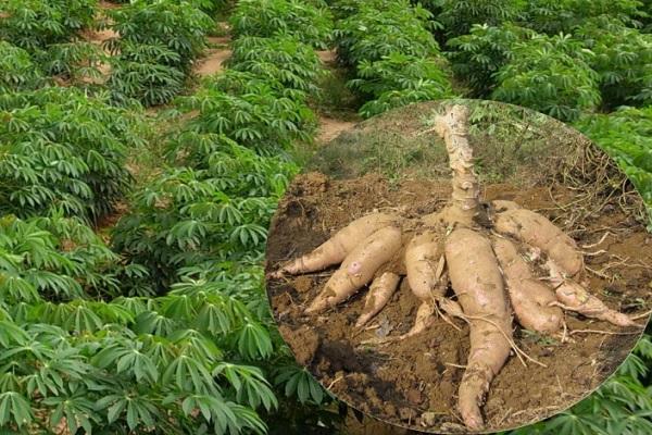 有趣的钱币之非洲篇——赞比亚克瓦查