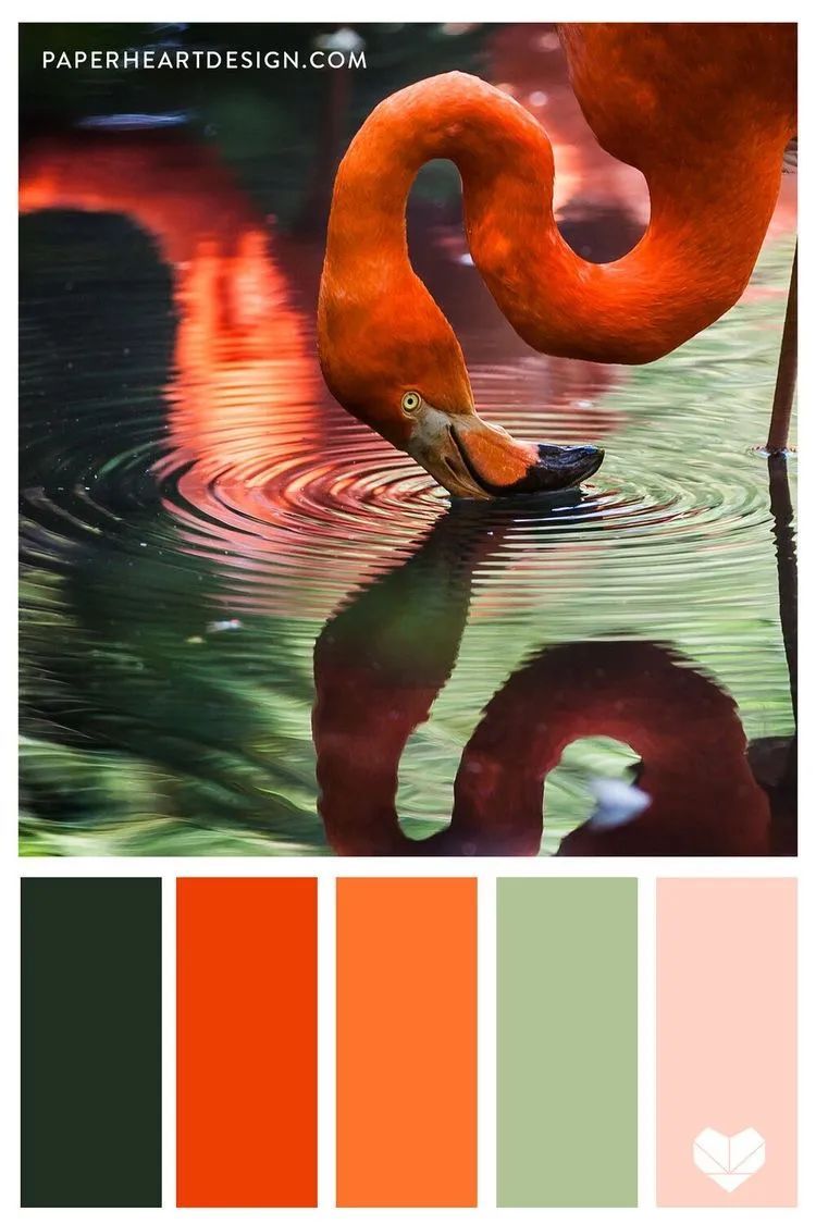 动物配色大全视频,配色的设计灵感