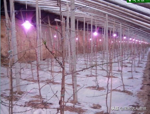 桃树开春管理视频,大棚桃花期用什么药