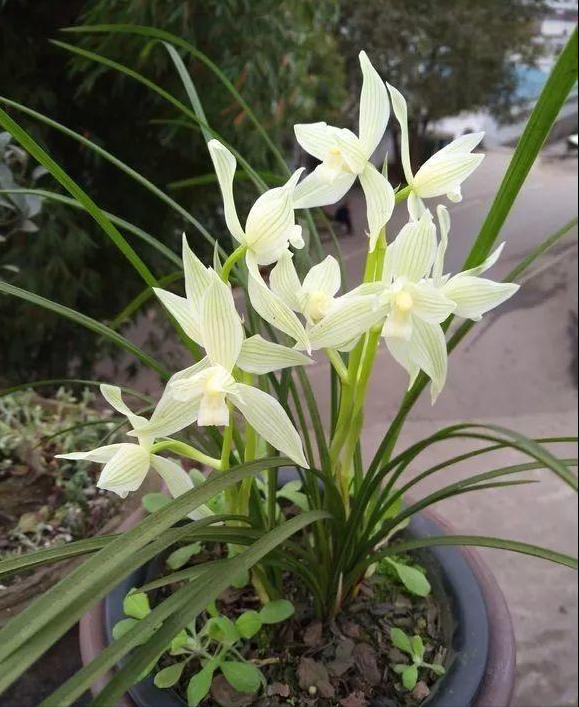 兰花怎么养才能旺盛喜阳,兰花花开富贵出花苞后注意事项