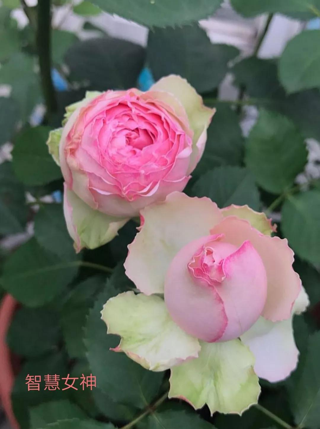 适合做切花的月季品种,十大公认最好切花月季