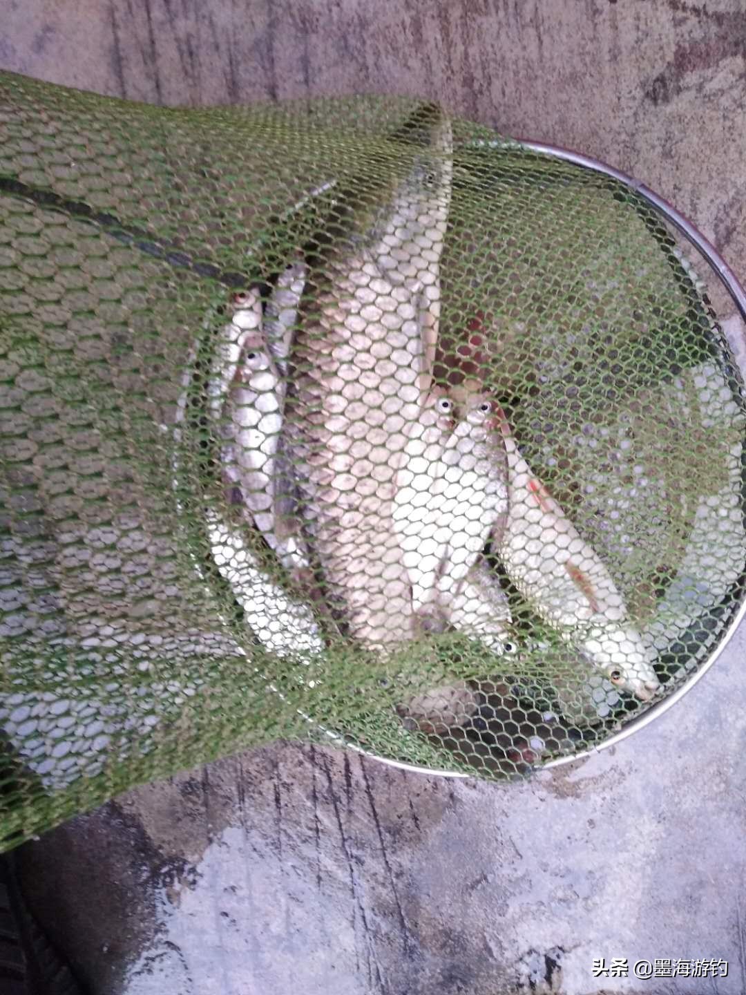 五一假期野钓鲫鱼,五一钓草鱼用什么饵料