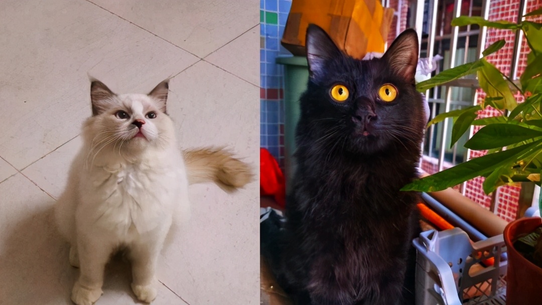 男子花23000买布偶猫,女子花六千元买的布偶猫